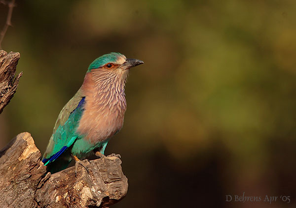 IndianRoller