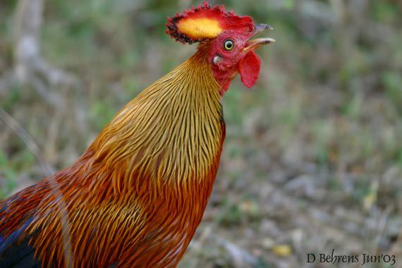 JungleFowl