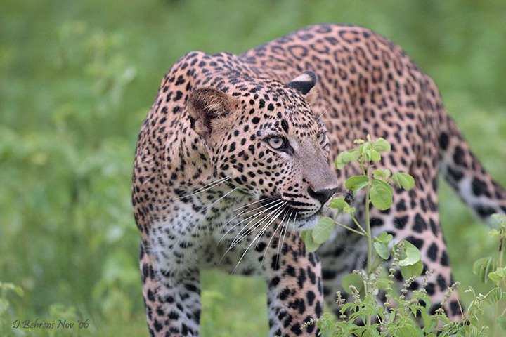 Photo of Panthera pardus