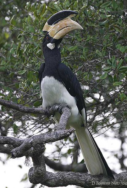 MalabarPiedHornbill