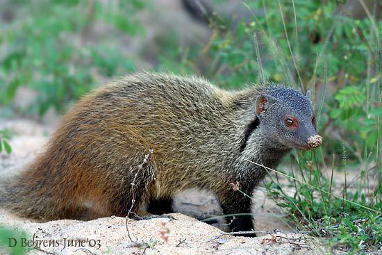 Mongoose