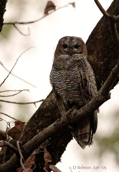 MottledWoodOwl