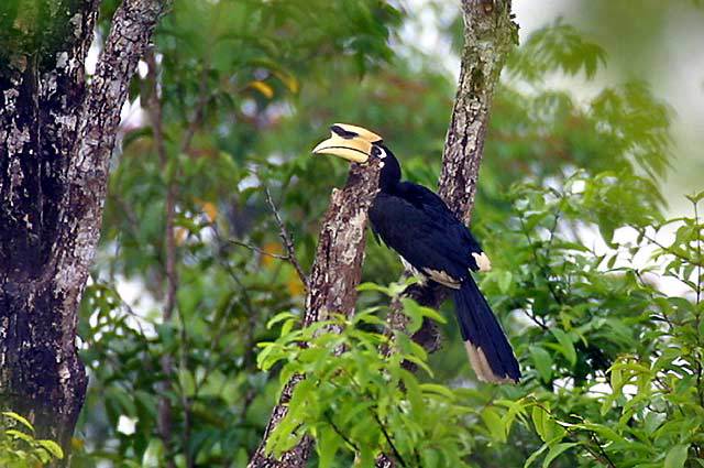 OrientalPiedHornbillTha