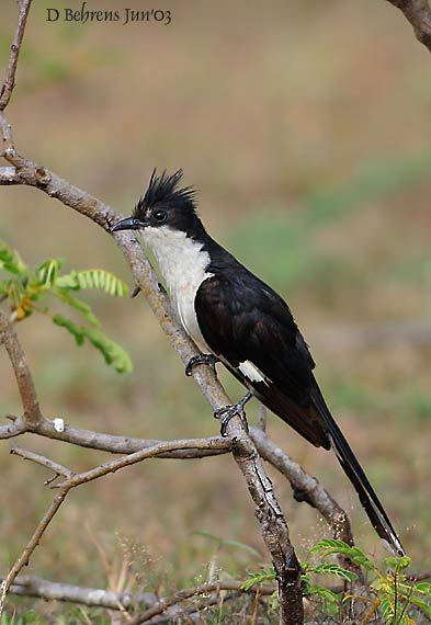 PiedCuckoo