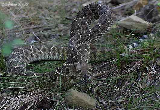 Crotalus atrox