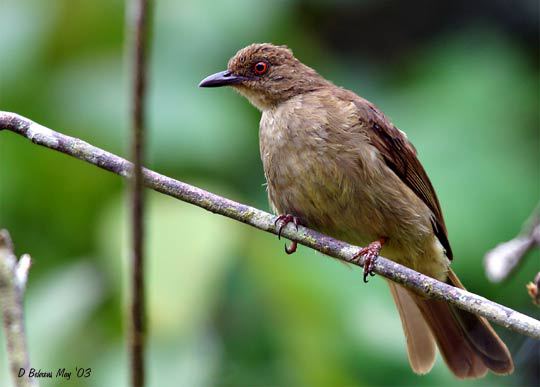 RedEyeBulbul