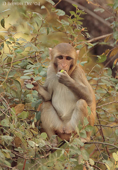 RhesusMacaque