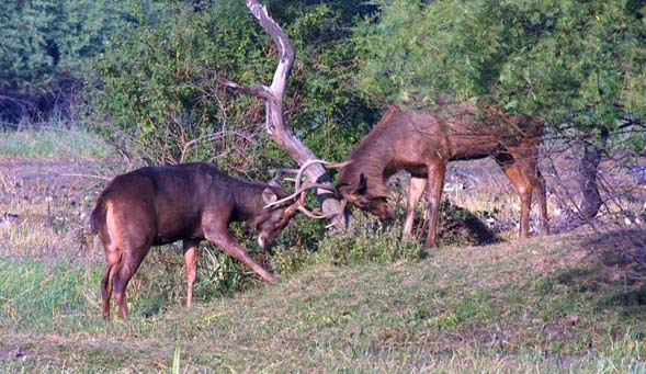 Sambar