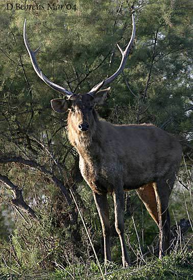 Artiodactyla