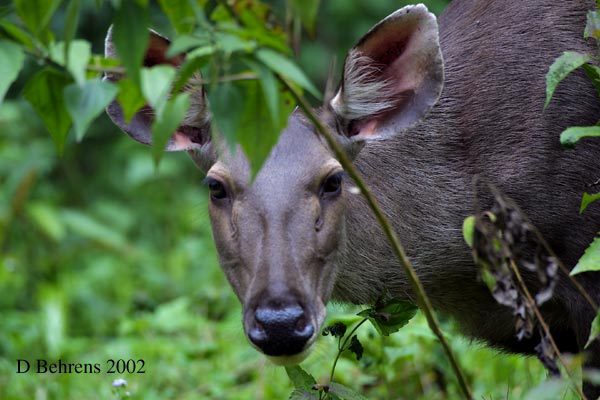 Artiodactyla