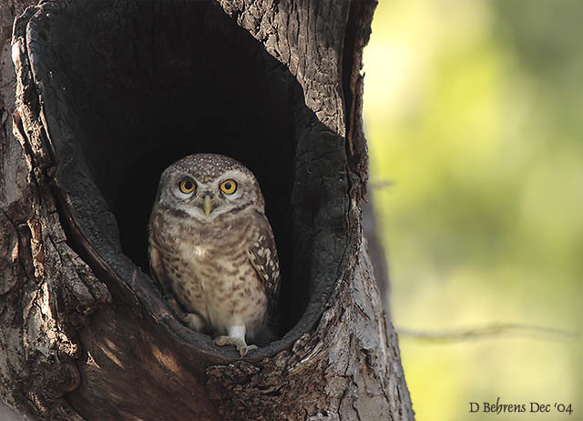 Spotted_Owlet