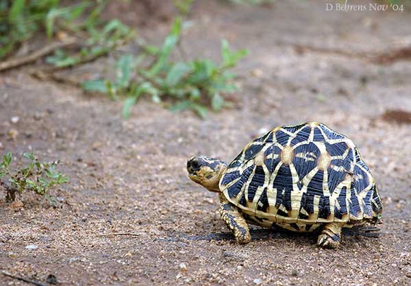 Eumetazoa