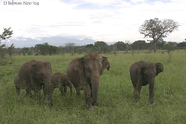 Elephas maximus