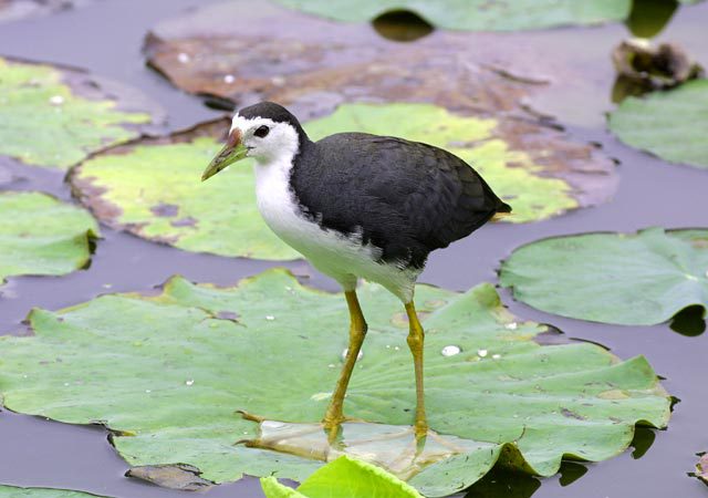 WhiteBreastedWaterhen