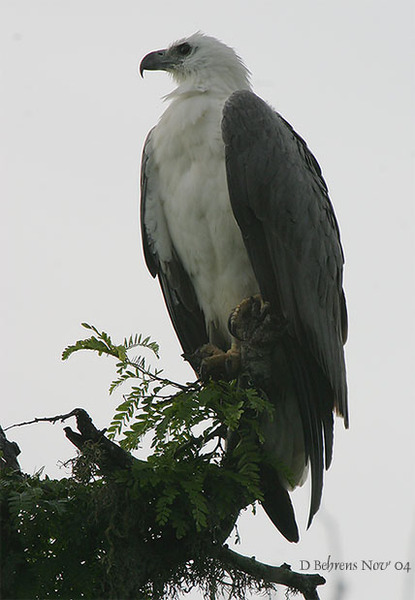 WhitebelliedSeaEagle