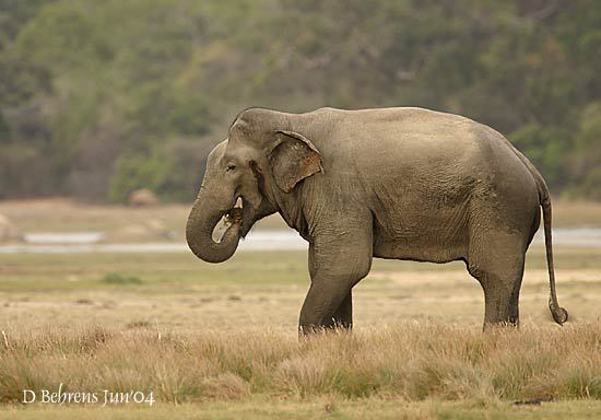 Elephas maximus