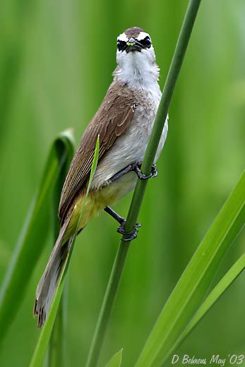 YellowventedBulbul