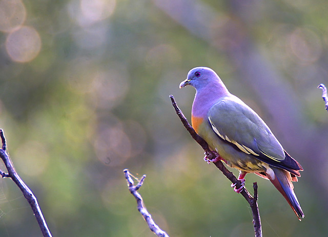 Columbidae