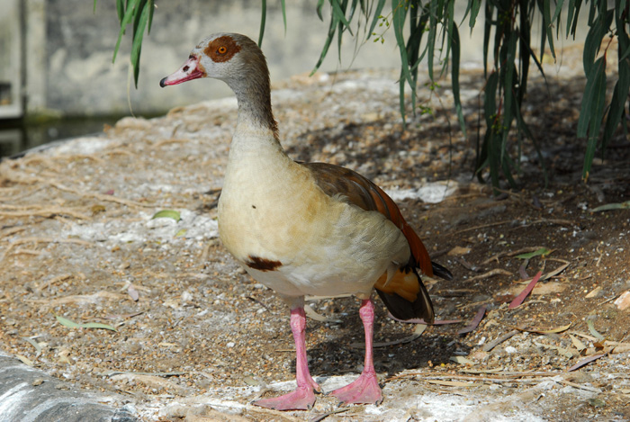 Anseriformes