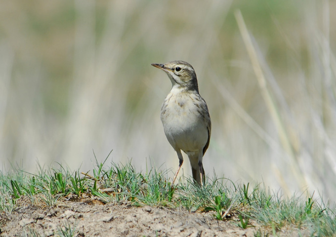 Photo of Anthus richardi