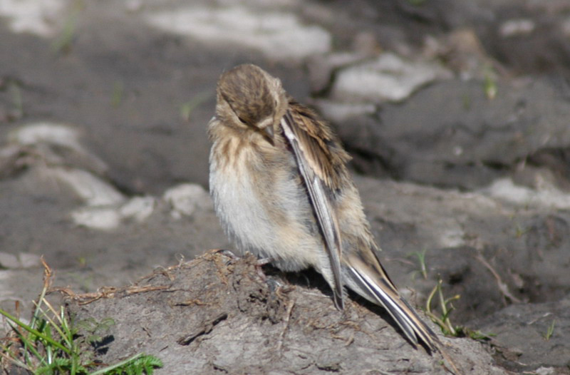 Carduelis_flavirostris4