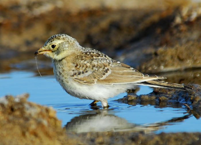 Alaudidae