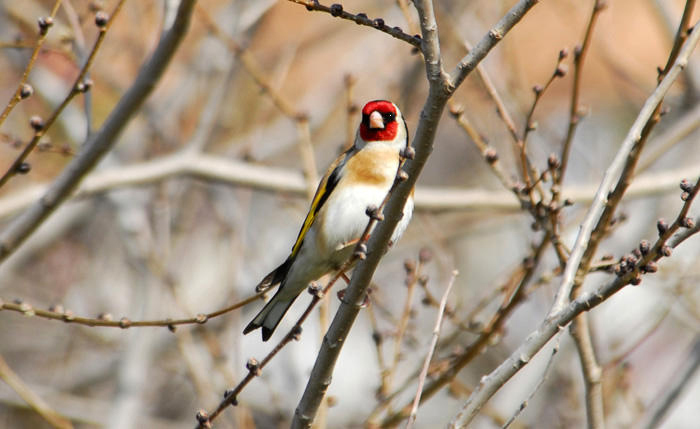 Ccarduelis3