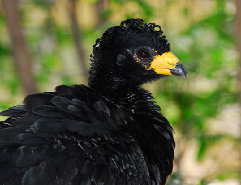 Galliformes