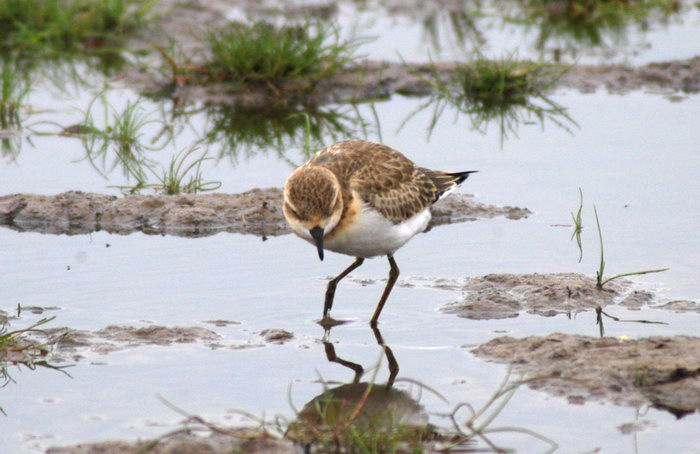 Charadrius