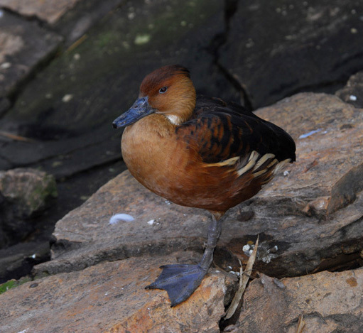 Anseriformes