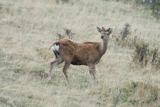 Cervus