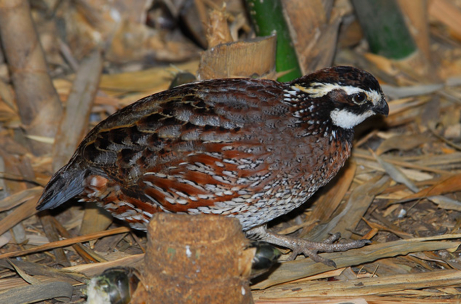 Galliformes