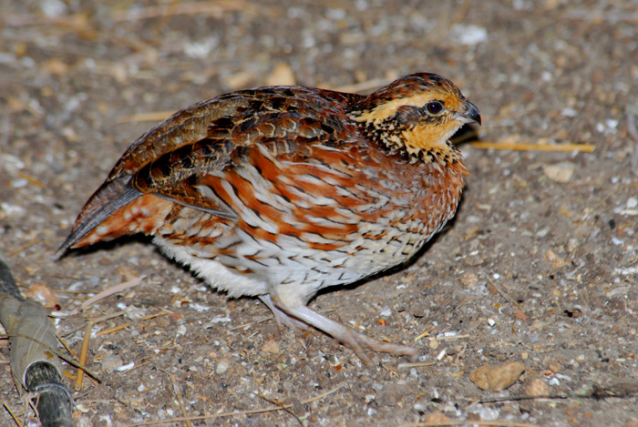 Galliformes