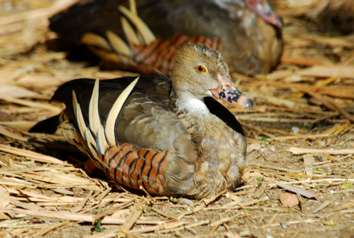 Anseriformes