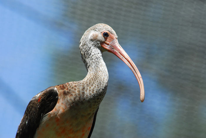 Ciconiiformes