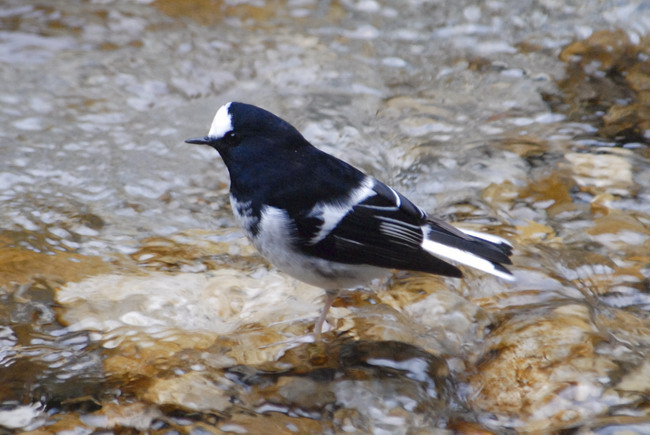 Photo of Enicurus scouleri