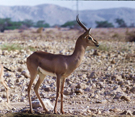 Gazella gazella