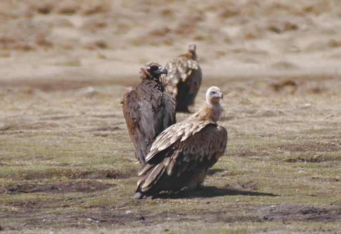 Himalayan_griffons_CVult