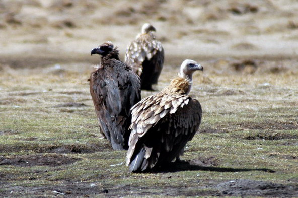 Himalayan_griffons_Cvult2