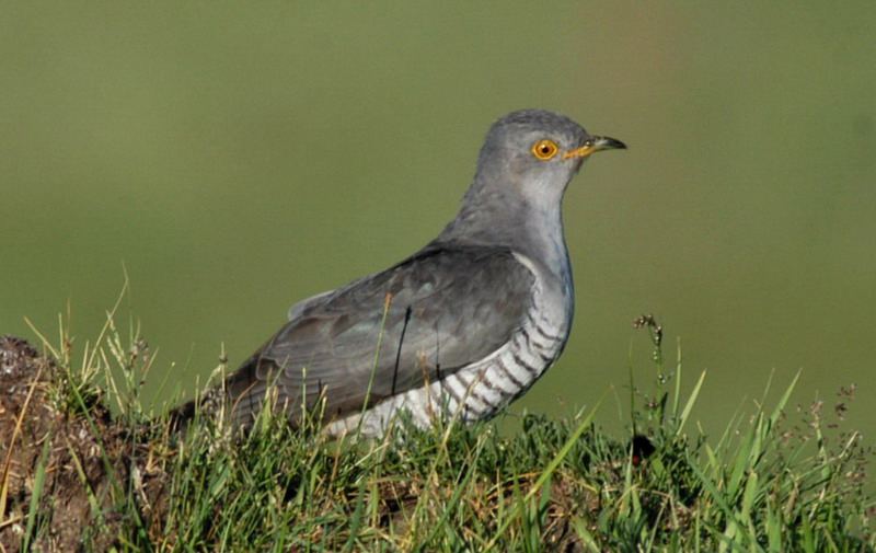 Indiancuckoo3