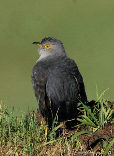 Indiancuckoo4