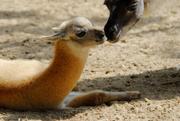 Photo of Lama pacos