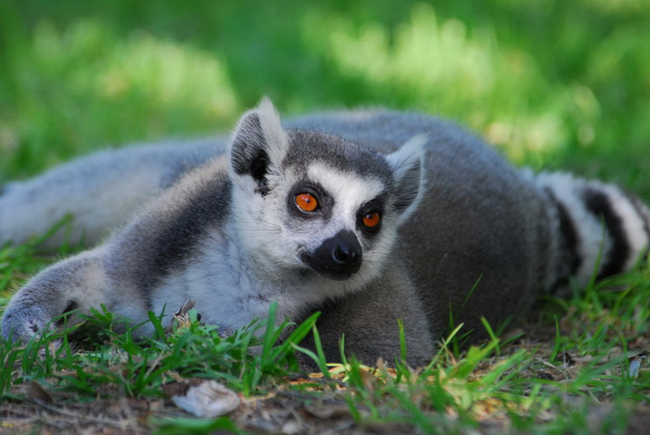 Photo of Lemur catta