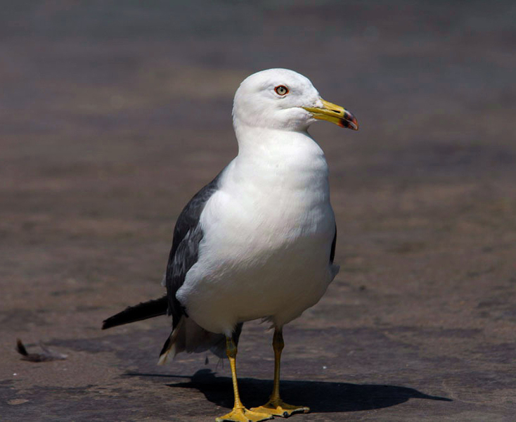 Larus