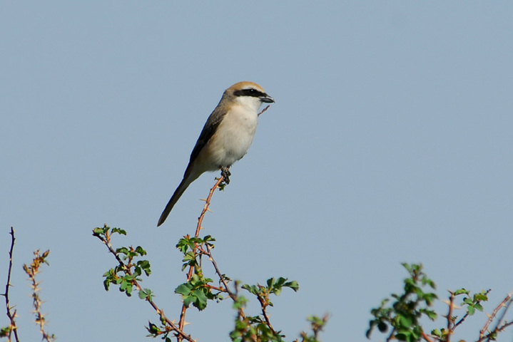 Photo of Lanius isabellinus