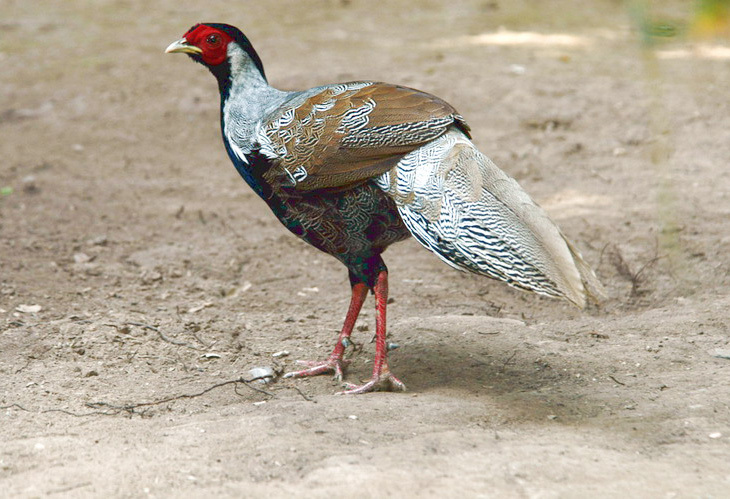 Galliformes