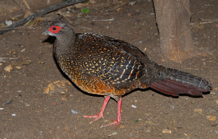 Galliformes