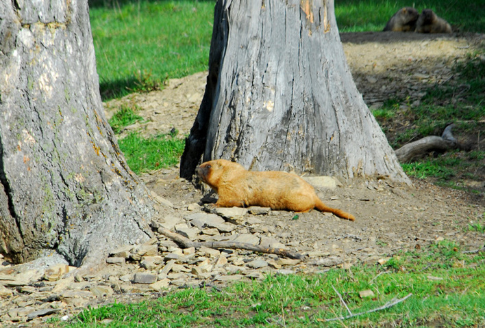 Photo of Marmota baibacina