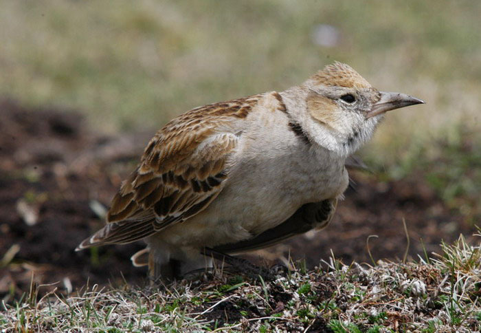 Melanocoryphamaxima3