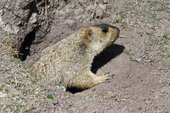 Marmota